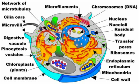 Single Cell