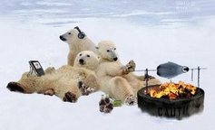 Warm Polar Bears